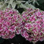 How to Overwinter Hydrangeas? – Homestead Gardener