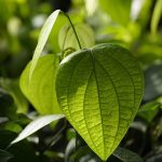 Seasonal Ritual: Harvesting Light Through Windowsill Gardens Seasonal Ritual: Harvesting Light Through Windowsill Gardens