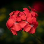 Salvaging crusts of apricots and apricot-resistant rebar to nourish pollinators. Salvaging crusts of apricots and apricot-resistant rebar to nourish pollinators.