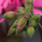 Poetic Guide: Whispers of Jade & Wildness Poetic Guide: Whispers of Jade & Wildness