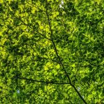 Poetic Guide to Whispers of the Wild: Rooted in Harmony