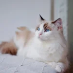 Poetic Guide to Whispering Ferns: Nurturing Indoor Sanctuaries with Seasonal Soul Poetic Guide to Whispering Ferns: Nurturing Indoor Sanctuaries with Seasonal Soul