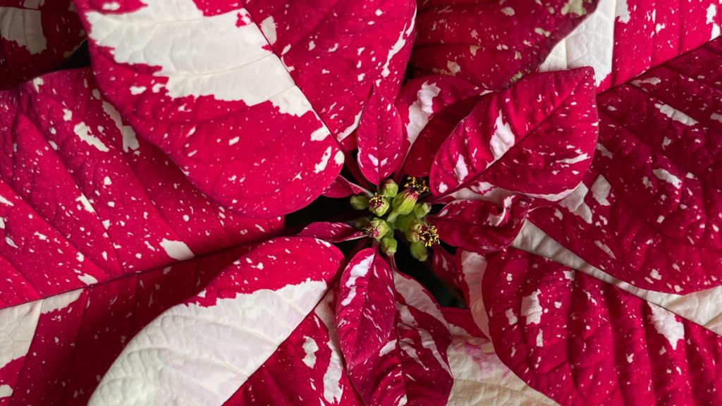 How to Keep Your Christmas Plants Alive Beyond the Holidays