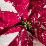 How to Keep Your Christmas Plants Alive Beyond the Holidays