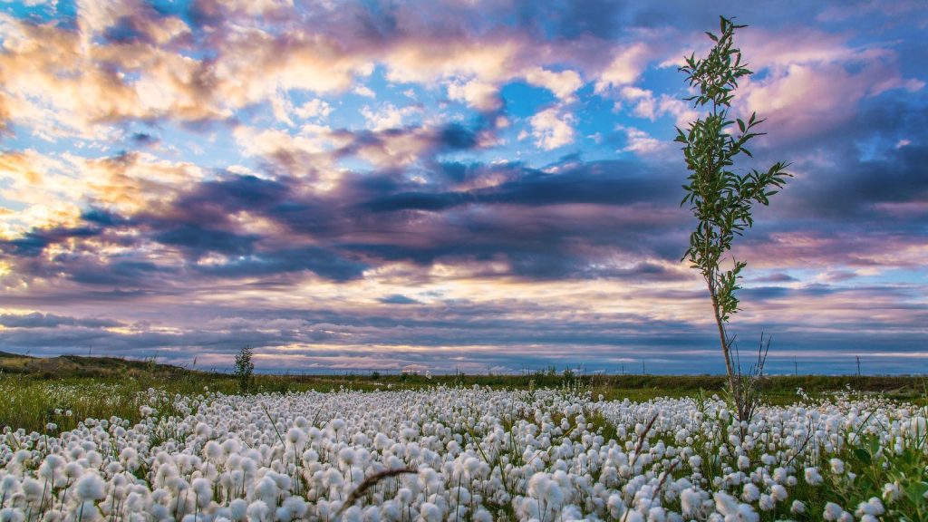Santa’s Real Garden – the Magical Plants of the Far North