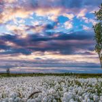 Santa’s Real Garden – the Magical Plants of the Far North