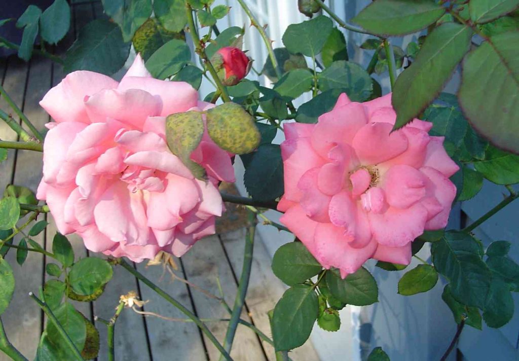 How to Use Epsom Salt for Roses – Is it Good Myths Busted