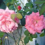 How to Use Epsom Salt for Roses – Is it Good Myths Busted How to Use Epsom Salt for Roses – Is it Good Myths Busted