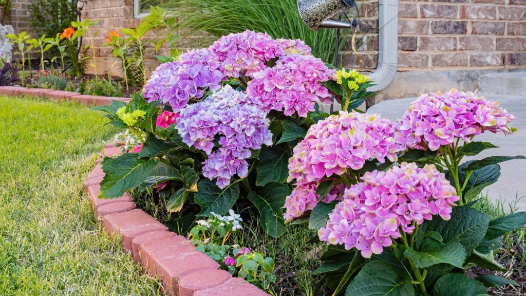 Small Front Garden Ideas Plants That Go Big On Curb Appeal