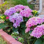 Small Front Garden Ideas Plants That Go Big On Curb Appeal Small Front Garden Ideas Plants That Go Big On Curb Appeal