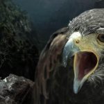 Poetic Guide: Whispering pines cradle hearth