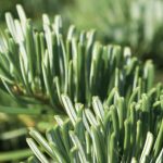 A Taste of the Holidays A Taste of the Holidays