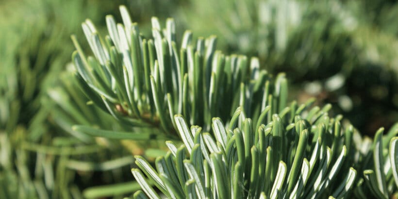 A Taste of the Holidays