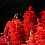 Symbolic Essay grow herbs for whispered stories Symbolic Essay grow herbs for whispered stories