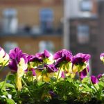 Symbolic Essay: Wings of Lavender, Soil as Self-Knowledge