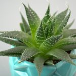 SeasonalRitual – Winter’s Breath in Terrarium Veins SeasonalRitual – Winter’s Breath in Terrarium Veins