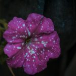 Eco How-To Seedling alliances with concrete’s thorns Eco How-To Seedling alliances with concrete’s thorns