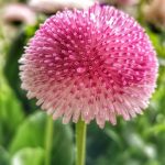 Symbolic Essay Threads of Soilin Tiny Root Universes Symbolic Essay Threads of Soilin Tiny Root Universes