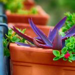 Symbolic Essay: Urban Eden’s Fickle Memories Symbolic Essay: Urban Eden’s Fickle Memories