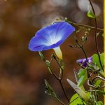 Urban cracks cradle ferns weeping poetry; best plants for lonely enclosures. Urban cracks cradle ferns weeping poetry; best plants for lonely enclosures.