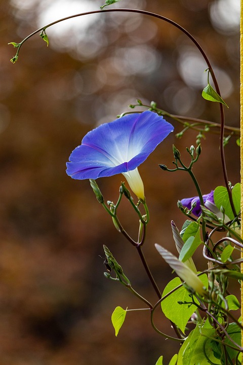 Urban cracks cradle ferns weeping poetry; best plants for lonely enclosures.