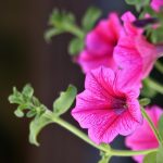 5. Best Of: Seven Sighs in Landscaped Cracks—Where Concrete Dreams Sprout 5. Best Of: Seven Sighs in Landscaped Cracks—Where Concrete Dreams Sprout