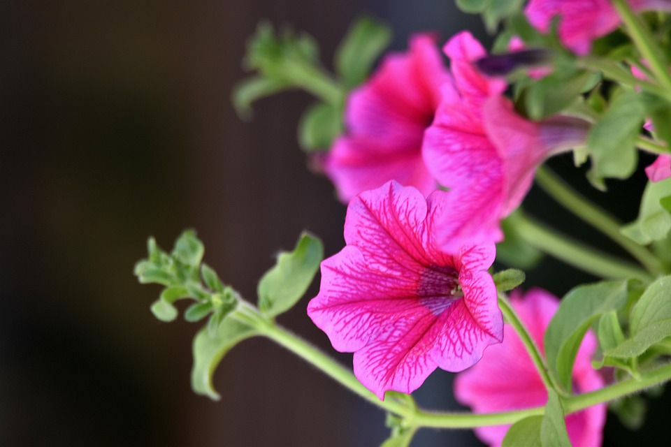 5. Best Of: Seven Sighs in Landscaped Cracks—Where Concrete Dreams Sprout