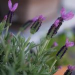 Best Of: The Quiet Alchemy of Watering at Dawn’s Edge Best Of: The Quiet Alchemy of Watering at Dawn’s Edge