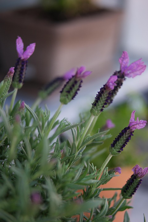 Best Of: The Quiet Alchemy of Watering at Dawn’s Edge