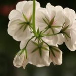 Top 5 Ideas: Transforming Thresholds: Where Walls Meet the Wild Top 5 Ideas: Transforming Thresholds: Where Walls Meet the Wild