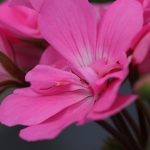 Seasonal Ritual: A Harvest of Moments from Sunlit Containers Seasonal Ritual: A Harvest of Moments from Sunlit Containers