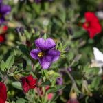 SymbolicEssay: Rituals for Growing Light in Small Spaces SymbolicEssay: Rituals for Growing Light in Small Spaces