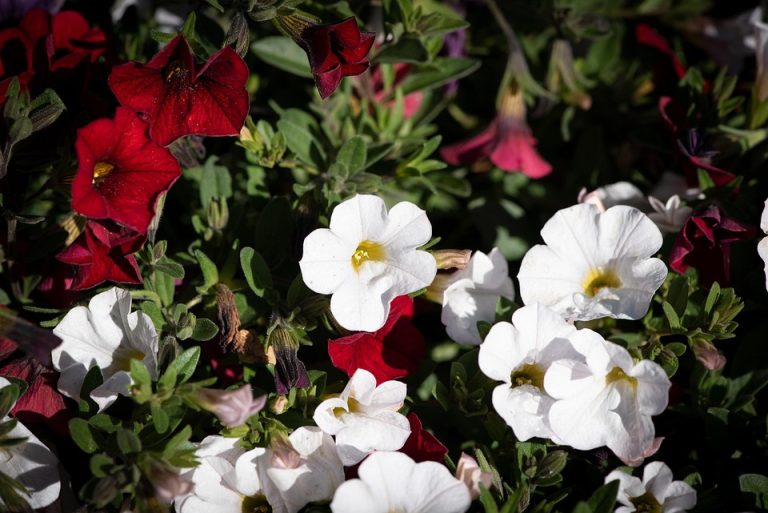 Seasonal Ritual: Harvesting Dawn, Seeding Stillness