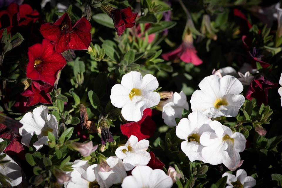Seasonal Ritual: Harvesting Dawn, Seeding Stillness
