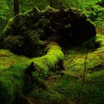 Top 5 Ideas Breathing Life Into Lintel Leaves: Forgotten Riddles of the Seasonal Earth Top 5 Ideas Breathing Life Into Lintel Leaves: Forgotten Riddles of the Seasonal Earth