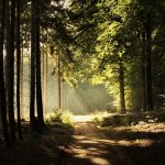 Seasonal Ritual: Autumn Leaves as Meditation Seasonal Ritual: Autumn Leaves as Meditation