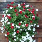 Symbolic Essay: Bloom Where Seeded Symbolic Essay: Bloom Where Seeded