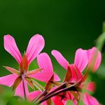 Porcelain emphasized by frost-kissed morning light, where steam etches ancient glyphs. Porcelain emphasized by frost-kissed morning light, where steam etches ancient glyphs.