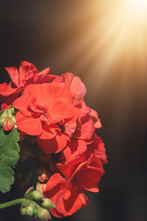 Seasonal Ritual Blackened Soil’s Cradle for Spring’s First Breath