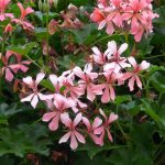 Eco How-To Bottles Speak to Buds in Walls Redrawn by Hands