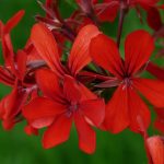 Poetic Guide Morning’s breath navigates rusted follies