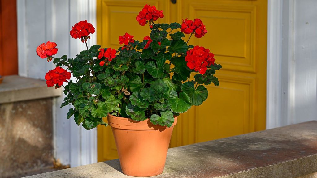 Pelargonsjuka Is the Scandi Gardening Trend to Try this Fall