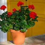 Pelargonsjuka Is the Scandi Gardening Trend to Try this Fall Pelargonsjuka Is the Scandi Gardening Trend to Try this Fall