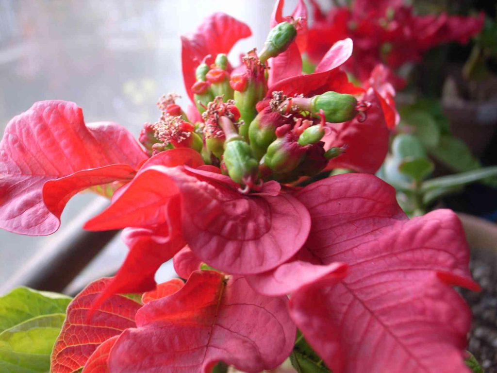 How to Make Poinsettias Bloom
