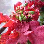 How to Make Poinsettias Bloom How to Make Poinsettias Bloom