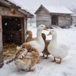 How Cold Is Too Cold for Ducks? How Cold Is Too Cold for Ducks?