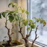 How to Overwinter Tomato Plants?