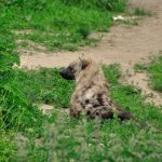 Eco-How-To: Knots in Timber, Knots in the Mind: Crafting Sustainable Calm