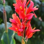 Poetic Guide: Whispers of Thyme, Roots in Concrete Bloom