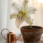 How to Care for Lily Flowers Indoors – Gardenoid